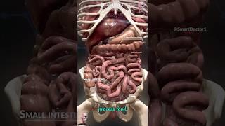 Anatomy of internal Organs 