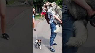 Dramatic Huskies Normal dogs vs Huskies#shorts #dog #doglover #dogs #husky #huskydog #huskies