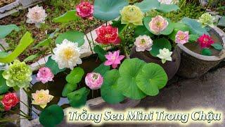 Techniques for growing Mini Lotus Water in pots at home