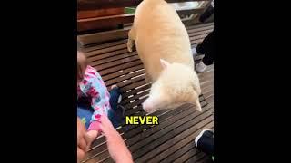 Can you hold your laugh ? Girl Meets Sheep Hilarious and Sweet Moment