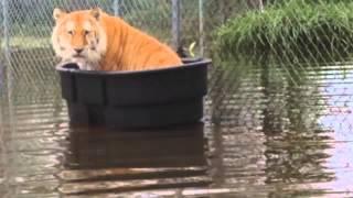 Four animals drown at Alabama Gulf Coast Zoo