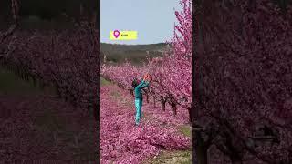 Стрижка персиковых деревьев – пожалуй, одно из самых ароматных и красивых занятий #крым #персики