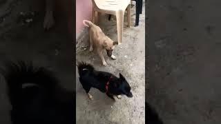 Who let the dogs out?  #wholetthedogsout #dog #doglover #dogvideos