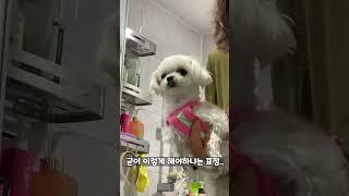 산책좋아 씻기싫어 #shorts #말티즈 #해피해피