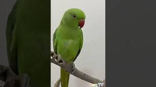Parrot Calling Sound  #parrot #viral #shorts