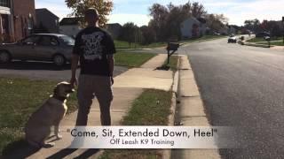 1 Yr. Old, Lab (Henry) | Best Dog Trainers in Richmond! | Dog Training Richmond Virginia