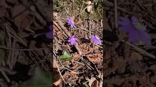 Beautiful purple wildflowers, a light breeze shakes petals, forest flowers ambience for relax, sleep