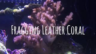 Fragging Leather Coral with Sharbuckles Reef