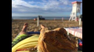 Travelling with a bearded dragon to ITALY to the beach