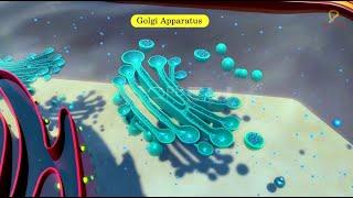 Practically's Concepts - Golgi Apparatus - #LearnPractically