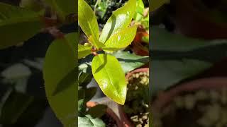 Growing Bay Leaf Plants in Containers #short #shorts