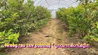 2nd High Tunnel:  GUAVA PRODUCTION ON TRELLISES UNDER HIGH TUNNEL