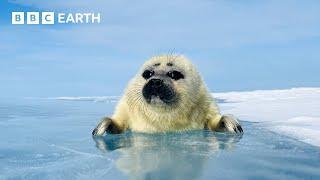 Can This Seal Save Her Pup From Drowning? | Asia | BBC Earth