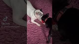 fighting over a toy