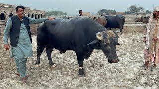 Secret Points of High Milking Buffalo Bull Il How to select Nili Buffalo Breeder by Mian Rashid sb