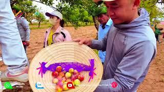 Chú Quý Chia Sẻ Cảnh Đàn Bò Trên Quang Linh Farm Đẹp Như Trong Tranh Vẽ #mctv #mcvmedia #mclovepro