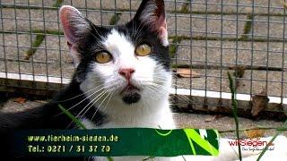 „Tier zu Dir!“ – Katze Gafi sucht ein neues Zuhause (Siegen/NRW)