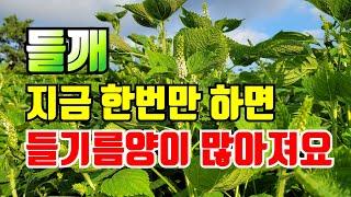 들깨 꽃피고 깨통이 길어지는시기 딱 이거 2가지만하면 들깨 다수확 기름양도 많아져요.