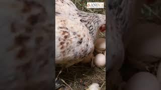 Egg Promoter Advantage: Maximizing Poultry Production and Health