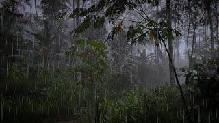 Rain Sounds for Sleeping Rainforest - Rain Sounds, Sleep Sounds