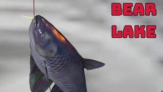 Bear Lake Carp spot | Russian Fishing 4 (133)