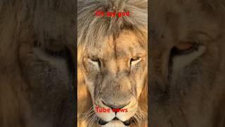 Lyon an ap kriye #lion #animals #safari #growfastonyoutube #canada #usa