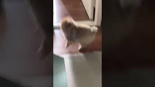 누렁과 풍선 #dogshorts#puppy#dogvideos#pomeranian#강아지쇼츠#강아지일상#포메라니안#강아지브이로그#강아지공놀이#cutedog#shortvideo