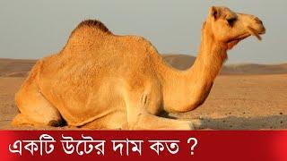 একটি উটের দাম কত - কত টাকা হলে কিনতে পারবেন? জেনে নিন | Camel Price in Bangladesh