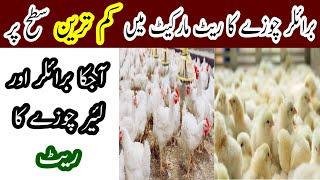 Today Broiler and Layer One Day Chick Rates || Very Low Broiler Rates || Farming Protocol