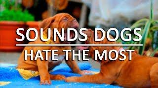 10 Sounds Dogs Hate the Most HQ