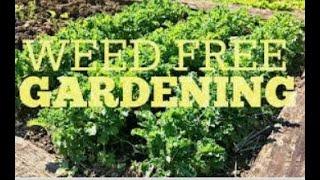 Weed free Gardening and SunJoe electric tiller review Trina's Humble Homestead Gardenside Chat