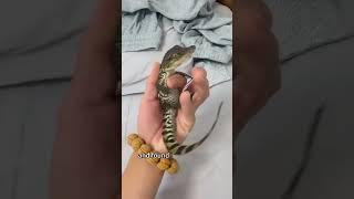 From Hatchling to Skydiver:A Crocodile’s Tale of Trust and Transformation#shorts #animals #crocodile