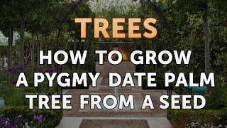 How to Grow a Pygmy Date Palm Tree From a Seed