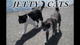 JETTY CATS