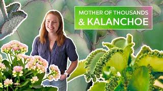 Most Prolific Succulent Ever?! Kalanchoe Care Guide