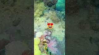 #emrandomtv #fish #ocean #undersea #foryou #amazingsea