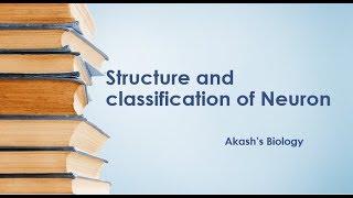 Structure and classification of Neuron