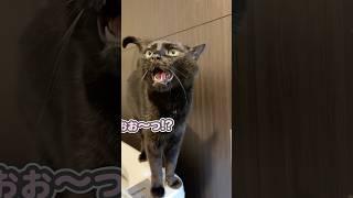 A cat is so worried about his dad that he rushes to the bathroom asking, "Are you okay?"