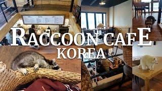 RACCOON CAFE | KOREA