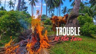 SOMEONE'S BEEN INSIDE THE FARM | TROUBLESOME PEOPLE | SAMOANFARMER