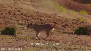 Tony Baker as the #giraffe running for his life. #TonyBakerVoiceovers