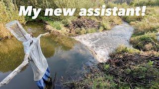 Beaver Dam Removal || Good Result!