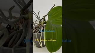 Do this to the aerial roots️you will get lots of flower branches. #hayatadairpüfnoktalar ,#plants