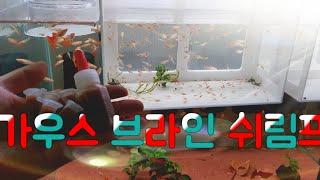 냉동브라인쉬림프, 가우스 드림 아쿠아 브라인, 최고의 구피 먹이, Frozen brine shrimp for guppy feeding, TaengSunny, 탱써니물생활