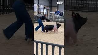 Pig struts at Texas agriculture show