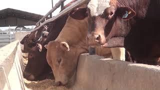Más eficiencia en alimentación de vacas: sales para mejorar el rumen / Suplefeed