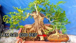 Cách khắc phục Nguyệt Quế bonsai lùn chưa lực