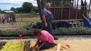 Heeling in rooted cuttings after pulling them from the propagation bed.