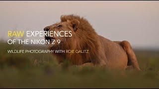 RAW experiences of the Nikon Z 9: Wildlife photography with Roie Galitz