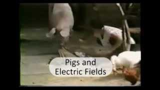 Pigs try to flee coming earthquakes